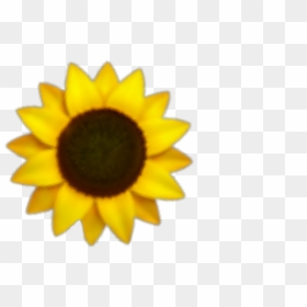 #girasol #girasoles #girasol🌻 #girasoles🌻 #flores - Sunflowers Png, Transparent Png - girasol png