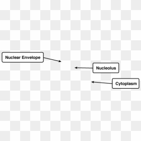 Diagram, HD Png Download - nucleus png