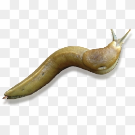 Slug Banana Slug - Banana Slug Transparent Background, HD Png Download - slug png