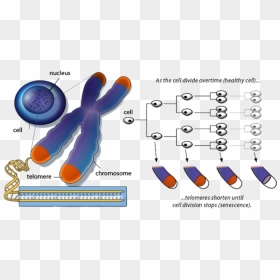 Telomeres Shortening, HD Png Download - nucleus png