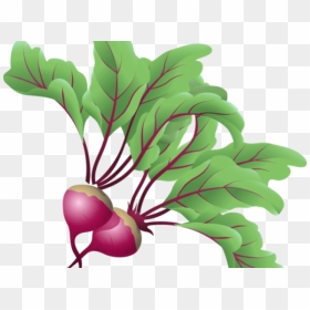 Transparent Clip Art Vegetable , Png Download - Beetroot Clipart Png, Png Download - beets png