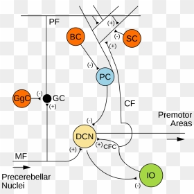 Cerebellum Connection, HD Png Download - nucleus png