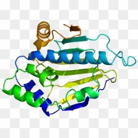 Protein Hsp90aa1 Pdb 1byq - Human Heat Shock Protein 90, HD Png Download - shock png