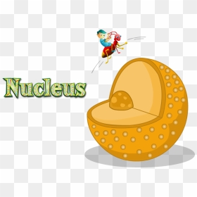 Clip Art, HD Png Download - nucleus png