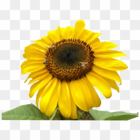 Sunflower , Png Download - Portable Network Graphics, Transparent Png - girasol png
