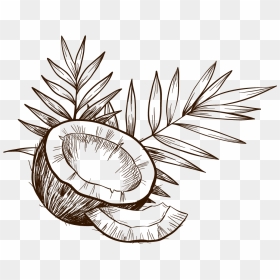 Best Oil Beauty Tips For Healthy - Coconut Vector, HD Png Download - sketch png
