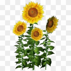 3d Flowers - Sunflower - Acca Software - Girassol Png Transparent, Png Download - girasol png
