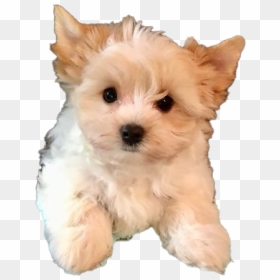 Yorkshire Terrier Puppy Png Image - Yorkshire Terrier Puppy For Sale, Transparent Png - puppy dog pals png