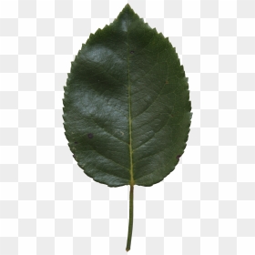 Birch Leaf Texture - Birch Leaf Transparent Background, HD Png Download - birch png