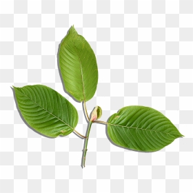 Sweet Birch Transparent Png Image Download - Ulmus Alata, Png Download - birch png