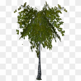 Harry Potter Wiki - Harry Potter Birch, HD Png Download - birch png