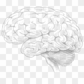 Transparent Brain Drawing Png - Adolescent Brain Fully Developed, Png Download - sketch png