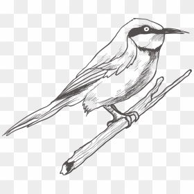 Bird Drawing Sketch Transprent Png Free Download - Bird Sketch Png, Transparent Png - sketch png