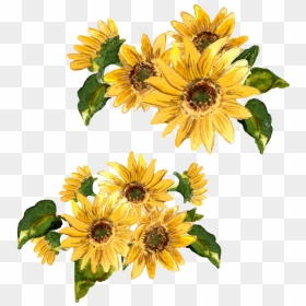 Transparent Girasol Clipart - Yellow Flower Painting Png, Png Download - girasol png