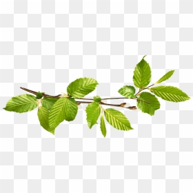 Изображение Для Плейкаста - Willow, HD Png Download - birch png