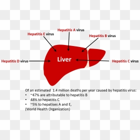 Viral Hepatitis, HD Png Download - viñetas png