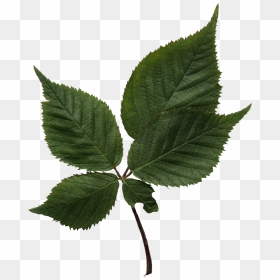 Birch Leaf Png, Transparent Png - birch png