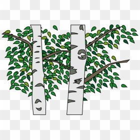 Silver Birch , Png Download - 白樺 の 木 イラスト, Transparent Png - birch png