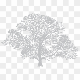 Down To Earth Illustration 4 Silver Birch - Draw A Mountain Ash Tree, HD Png Download - birch png
