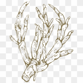 Png Royalty Free Asparagus Drawing - Sketch, Transparent Png - sketch png