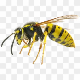 Wasp Png - Differences Between Bee Wasp And Hornet, Transparent Png - wasp png