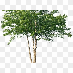 River Birch Tree Png, Transparent Png - birch png