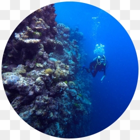 Cirlce-01 - Underwater, HD Png Download - hillary png