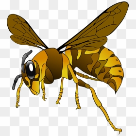 Wasp Png - Wasp Clipart, Transparent Png - wasp png