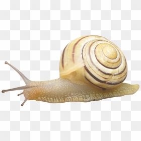 Snail Transparent, HD Png Download - slug png