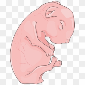 Mouse Newborn Clip Art, HD Png Download - newborn png