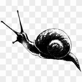 Snail,monochrome Photography,invertebrate - Monochrome Snail, HD Png Download - slug png