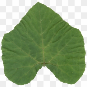 Transparent Aspen Tree Png - Canoe Birch, Png Download - birch png