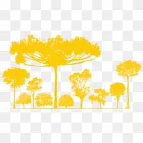 Transparent Oak Tree Clipart - Novo Fogo Logo, HD Png Download - fogo png