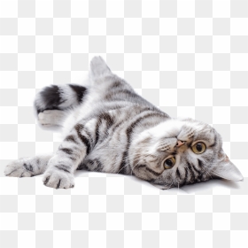 Bebe Gato Png, Transparent Png - gato png