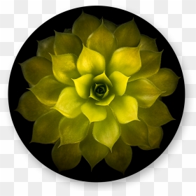 Artificial Flower, HD Png Download - gold nugget png