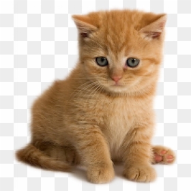 Kitten, HD Png Download - gato png