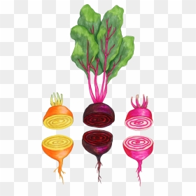 Beets, HD Png Download - beets png