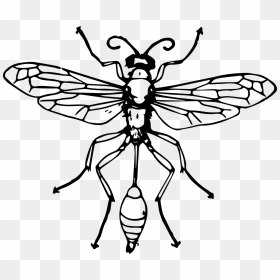 Thread Waisted Wasp Diagram, HD Png Download - wasp png