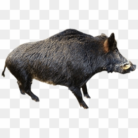 Free Png Images - Wild Boar No Background, Transparent Png - hog png