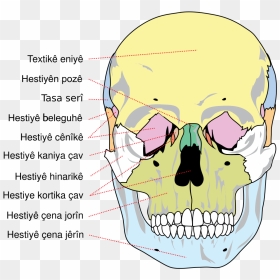 Bones Of The Skull, HD Png Download - skull .png