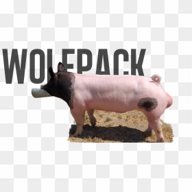 Wolf , Png Download - Domestic Pig, Transparent Png - wolf pack png