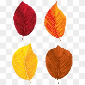Clipart Leaf Yellow Birch - Portable Network Graphics, HD Png Download - birch png