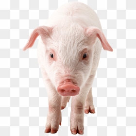 Pig Png Image - Pig Png Transparent, Png Download - hog png