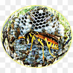 Paper Wasp , Png Download - Paper Wasp, Transparent Png - wasp png