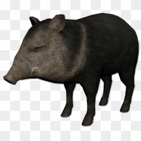 Peccary - Rdr2 Collared Peccary Pig, HD Png Download - hog png