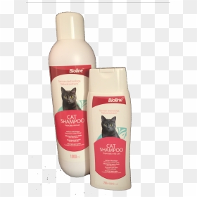 Kitten, HD Png Download - shampoo png