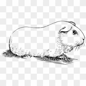 Guinea Pig - Guinea Pig Black And White Clipart, HD Png Download - guinea pig png