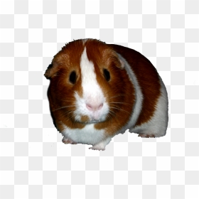 Hamster, HD Png Download - guinea pig png