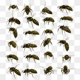 Wasp Yellowjacket, HD Png Download - wasp png