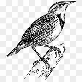 Meadow Lark Clip Arts - Line Drawing Of Bird, HD Png Download - meadow png
